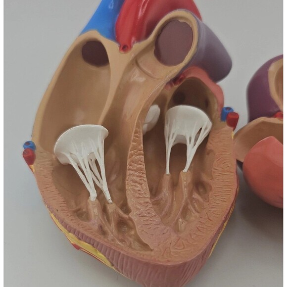 1996 GPI Anatomical Heart Model 5.5 in x 3 in ~ 2 Parts, No Display Stand, EUC - Picture 6 of 10
